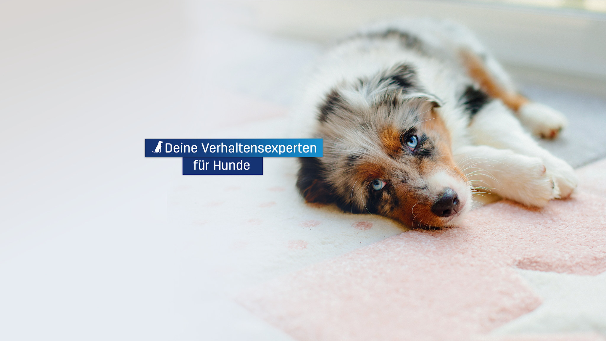 ADAPTIL Hund YouTube banner