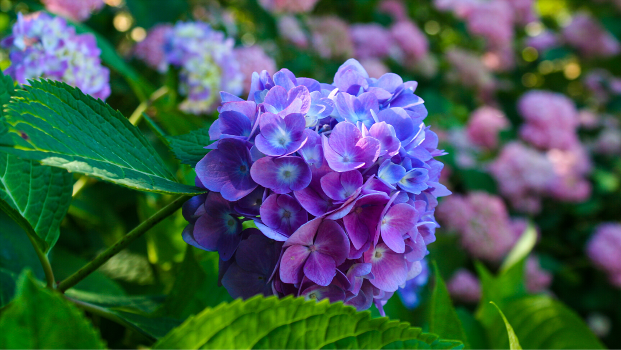 Huntsville Botanical Garden YouTube banner