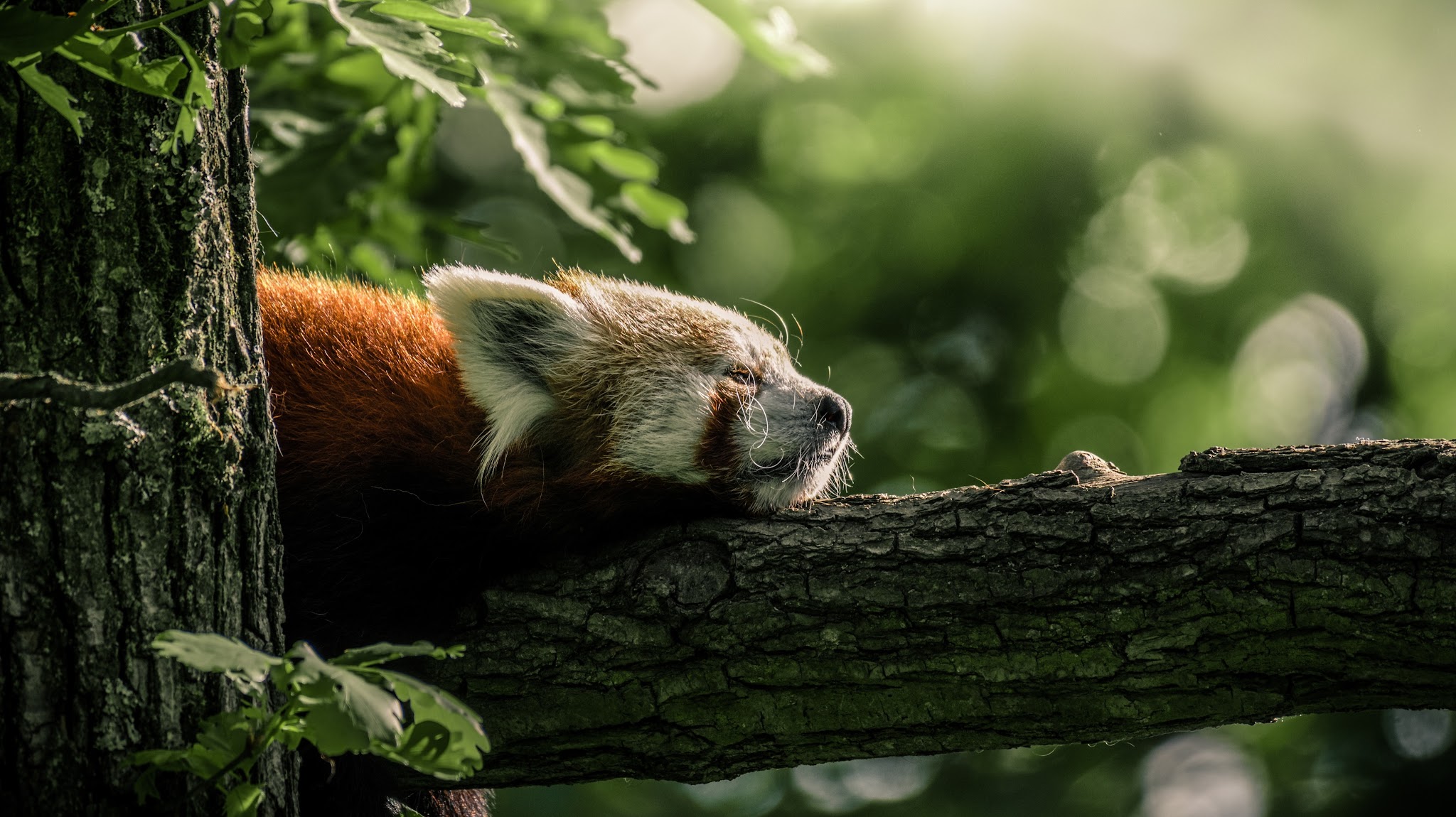 Zoo Brno YouTube banner
