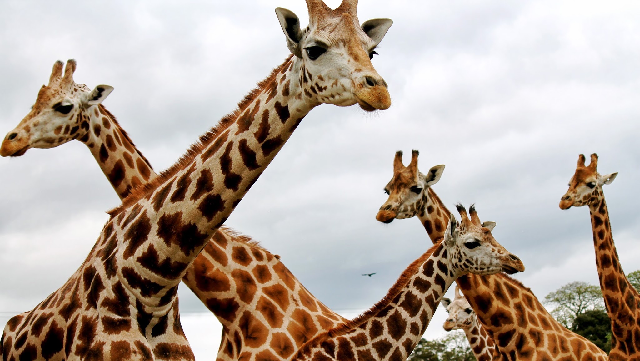 Fota Wildlife Park YouTube banner