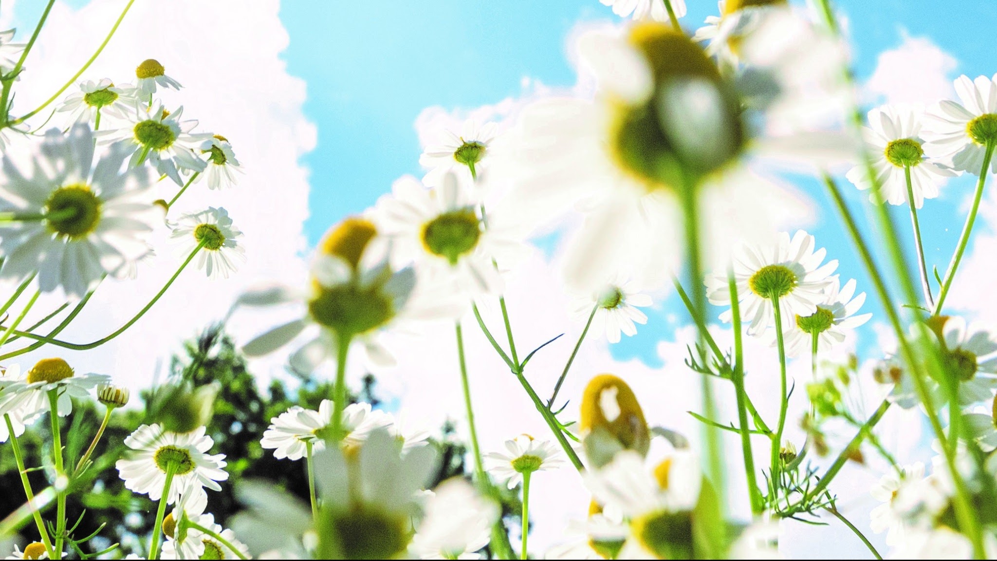Yves Rocher España YouTube banner