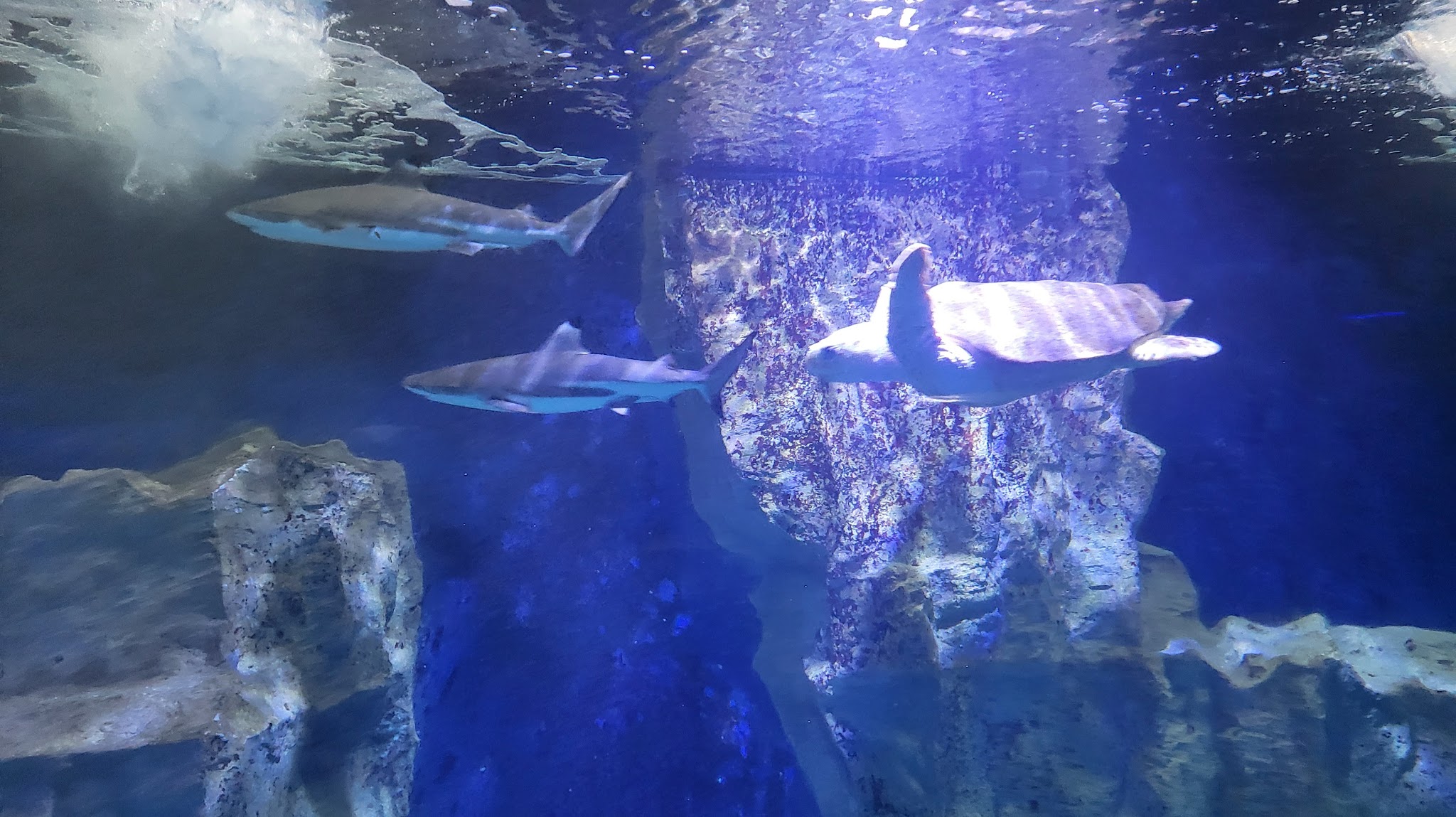 Grand Aquarium de St Malo  YouTube banner