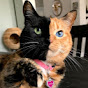 Venus the Two Face Cat YouTube channel avatar 
