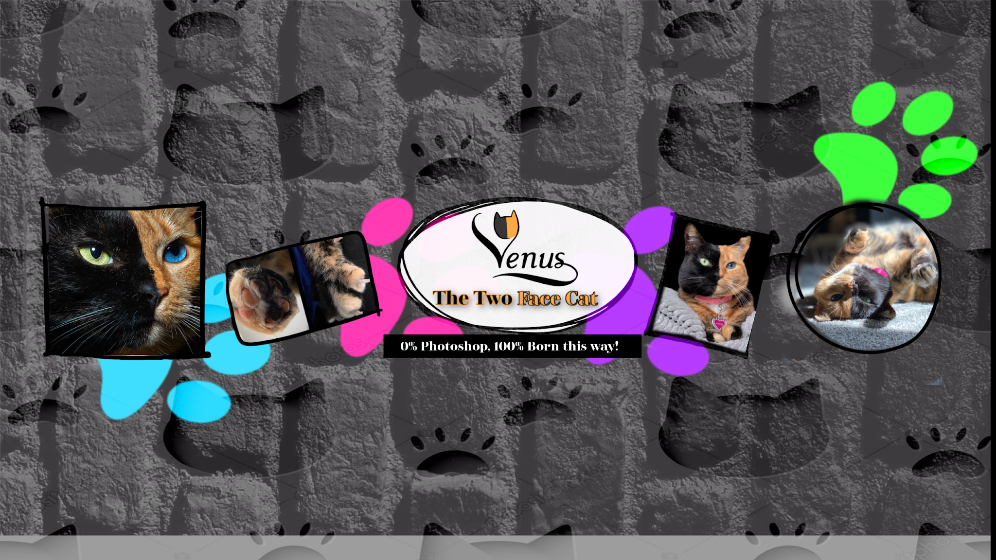 Venus the Two Face Cat YouTube banner