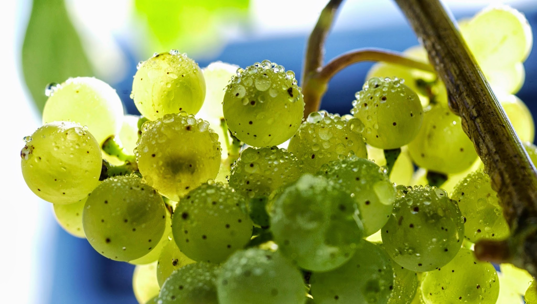 Deutsches Weininstitut (DWI) YouTube banner