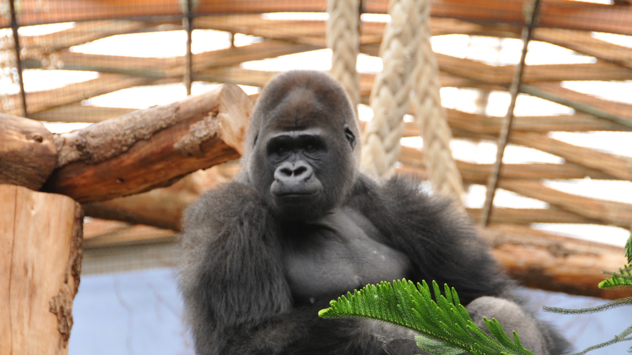 Espace Zoologique de Saint-Martin la Plaine YouTube banner
