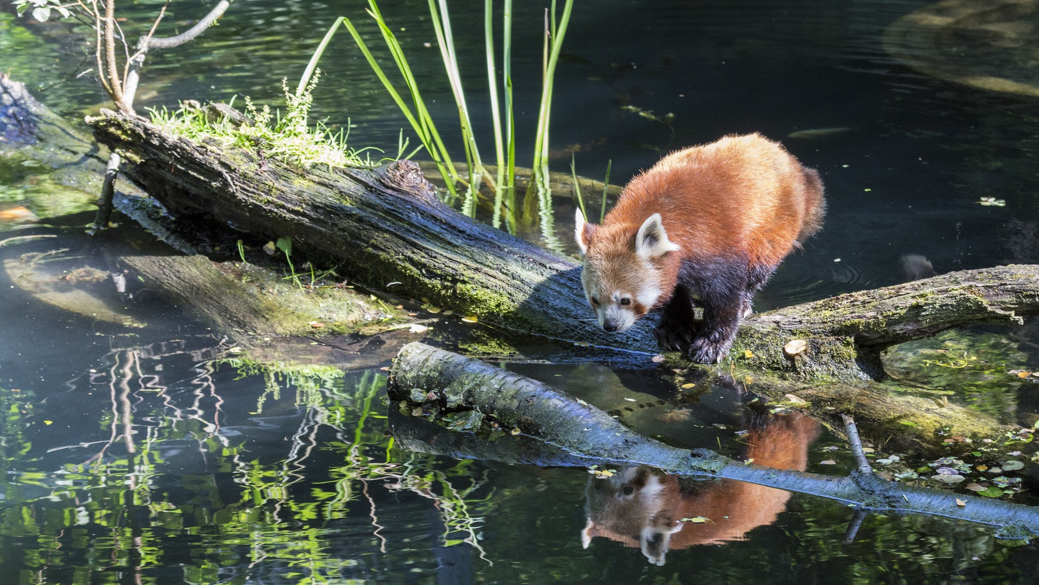 Hellabrunn – Der Münchner Tierpark YouTube banner