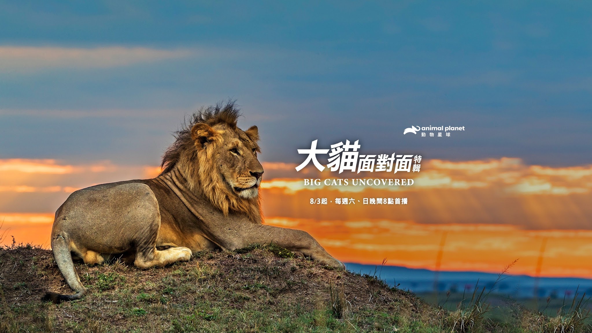 動物星球頻道/ Animal Planet Taiwan YouTube banner