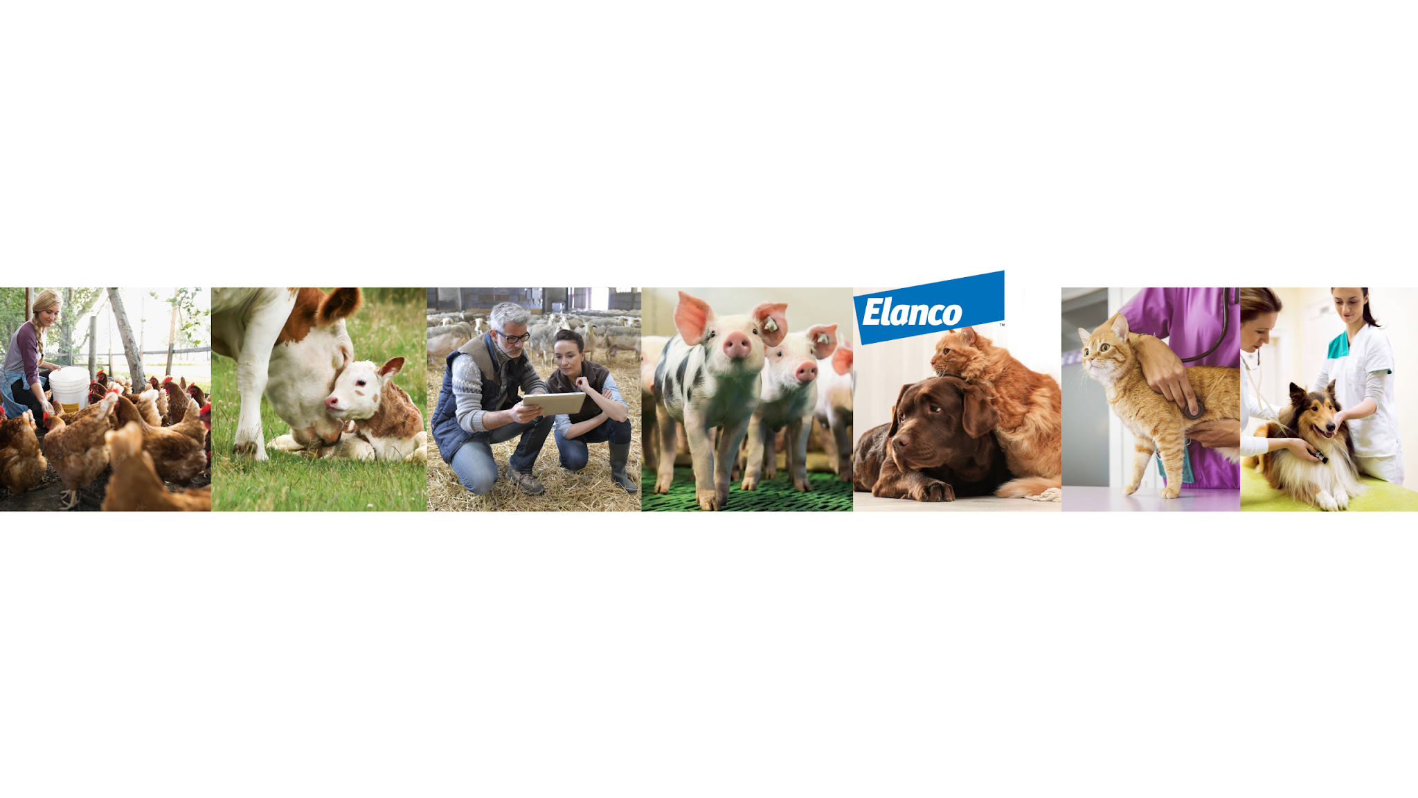 Elanco España YouTube banner