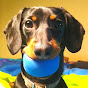 Crusoe the Dachshund YouTube channel avatar 