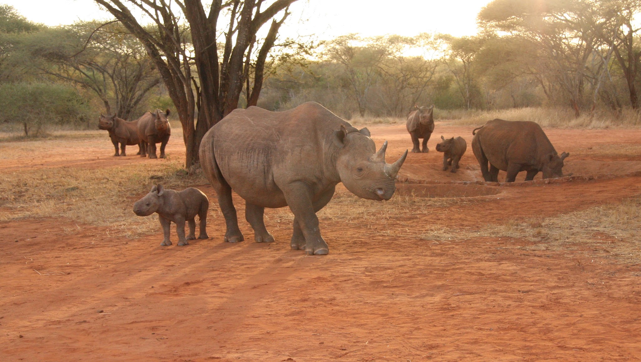 Safari Park Dvůr Králové YouTube banner