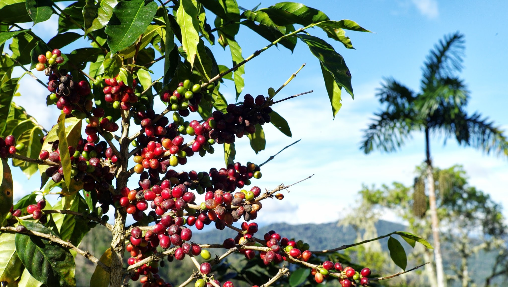Fairtrade Deutschland YouTube banner
